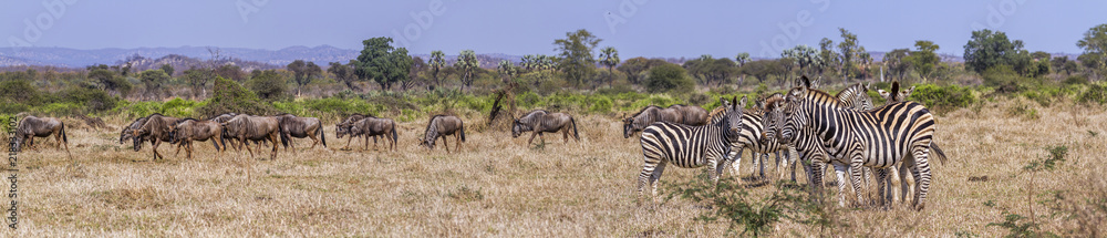 Fototapeta premium Plains zebra and Blue wildebeest in Kruger National park, South Africa ; Specie Equus quagga burchellii and Connochaetes taurinus