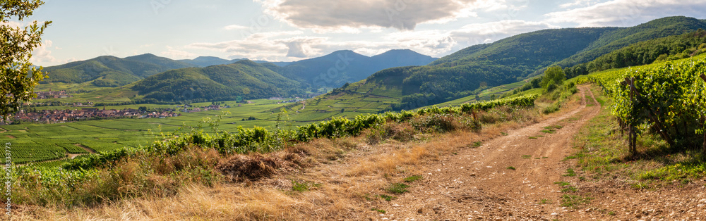 Sentier viticole au-dessus de Sigolsheim, Kaysersberg vignoble, Kintzheim et Ammerschwihr, Alsace, France