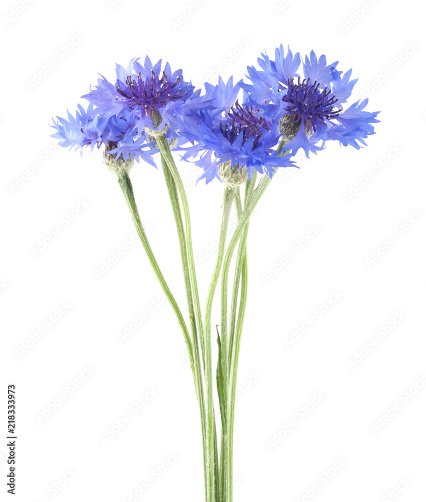 Fototapeta premium chabry na białym tle