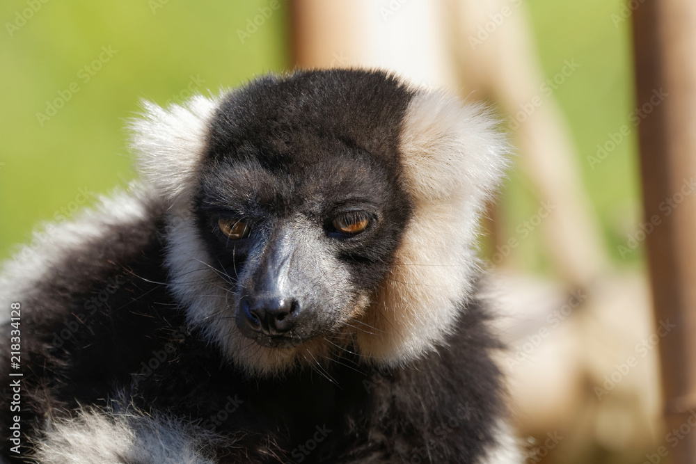 Fototapeta premium Vari en gros plan très expressif