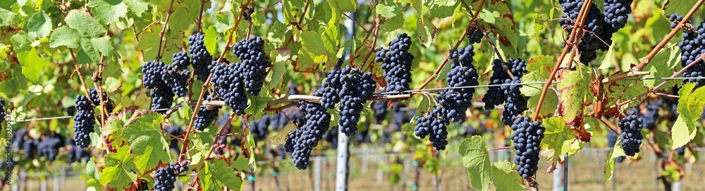 Blue grapes on vine panoramic image