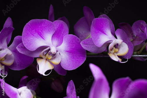 Orchid 03