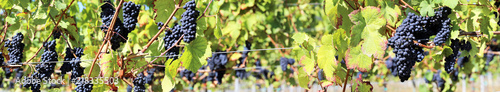 Blue grapes on vine panoramic image photo