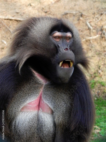 Amazed gelada monkey