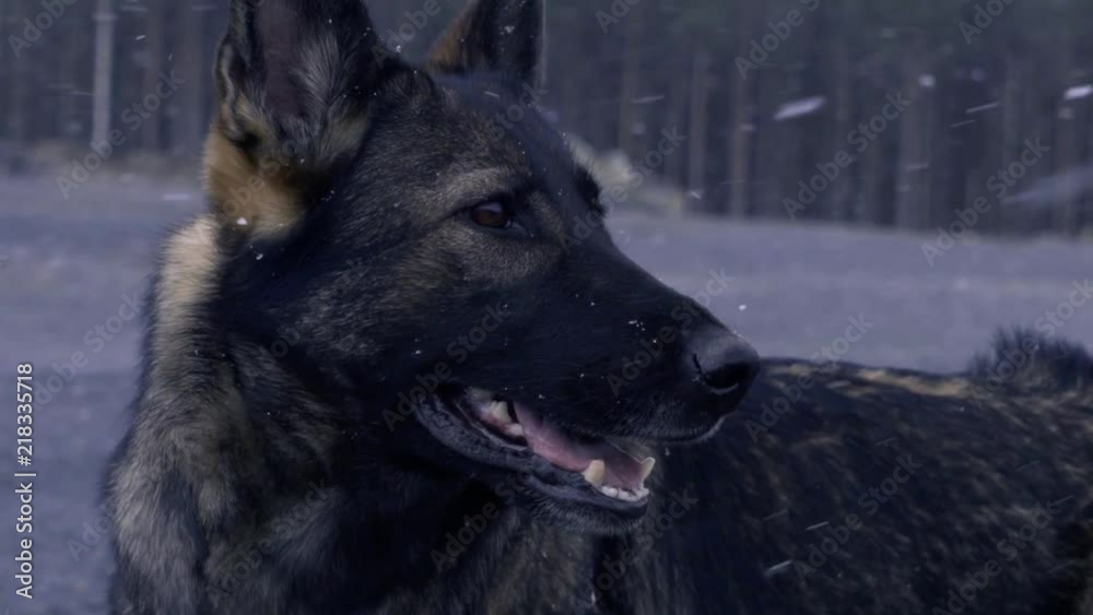 Closeup of a dog in a snowstorm Closeup of a dog in a snowstorm