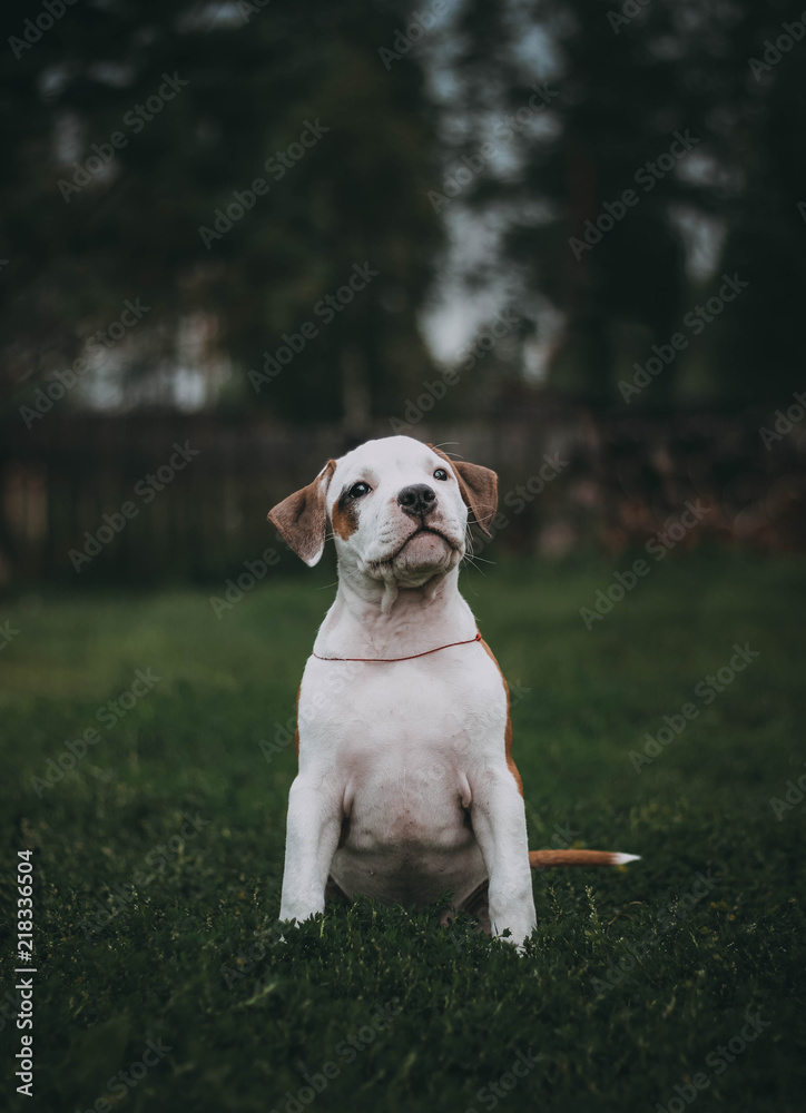 Staffordshire terrier puppy