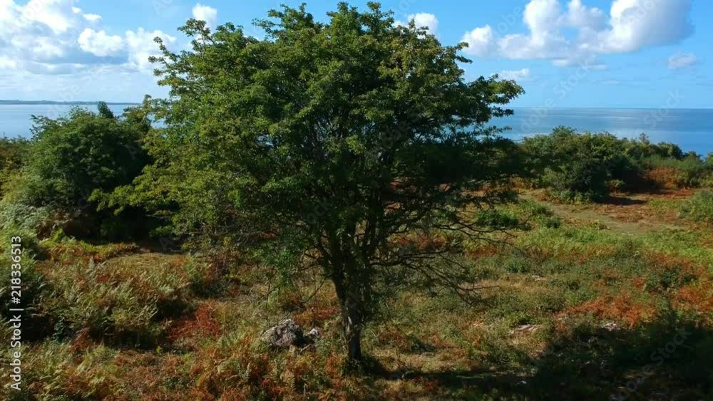 Aerial over tree to coast & sea