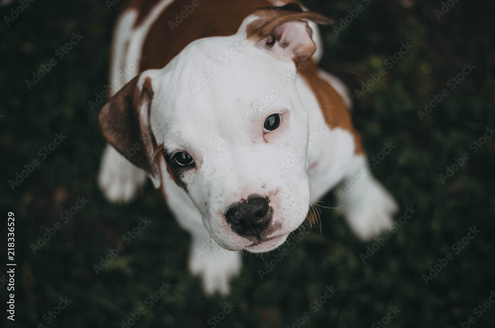 Staffordshire terrier puppy