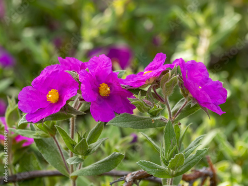 Cistus albidus. Fleurs de Ciste cotonneux des garrigues de Provence