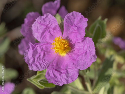 Cistus albidus. Ciste cotonneux des garrigues de Provence