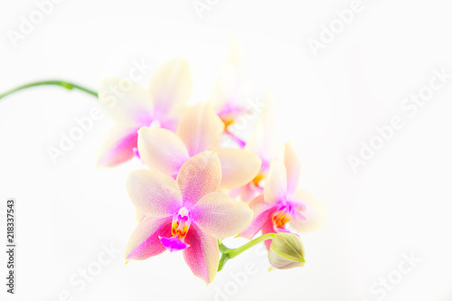 Fototapeta Naklejka Na Ścianę i Meble -  Beautiful rare orchid in pot on white background