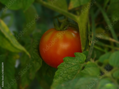 помидор вариант 4