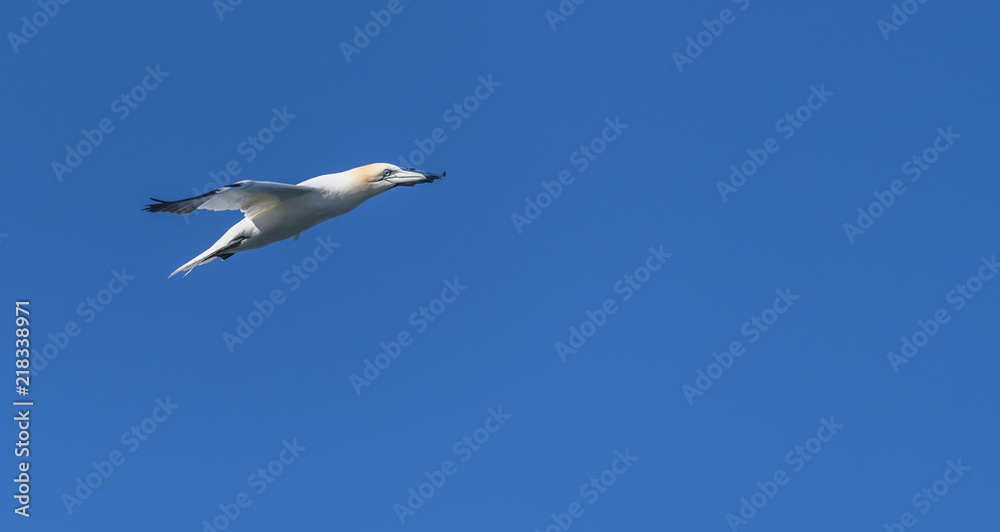 Gannet Flying