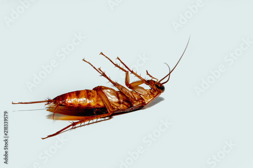 Cockroach brown with  antennae on isolated white background © chaphot