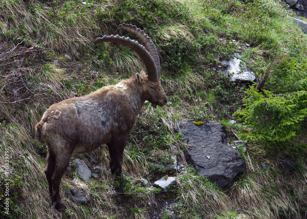 Un bouquetin mâle avec de grandes cornes dans les Alpes en France Un bouquetin mâle avec de grandes cornes dans les Alpes en France