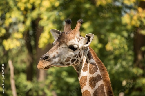 Portrait of Rothschild's giraffe (Giraffa camelopardalis rothschildi) © Martin