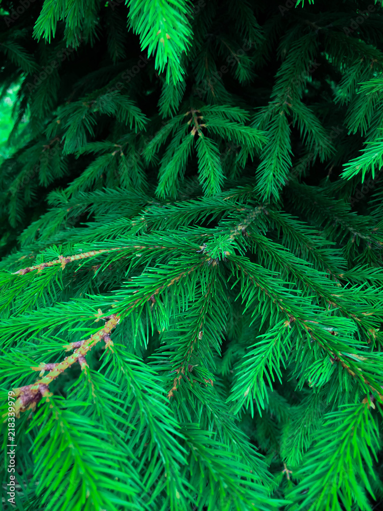 Wet green pine tree brunches with needles closeup. Green spruce after rain in the wood. Pine tee texture background.