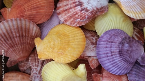 Sea shell close up in many colors 