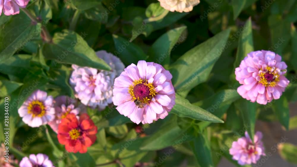Honeybee pollinating a purple zinnia flower in beautiful outdoor lighting
