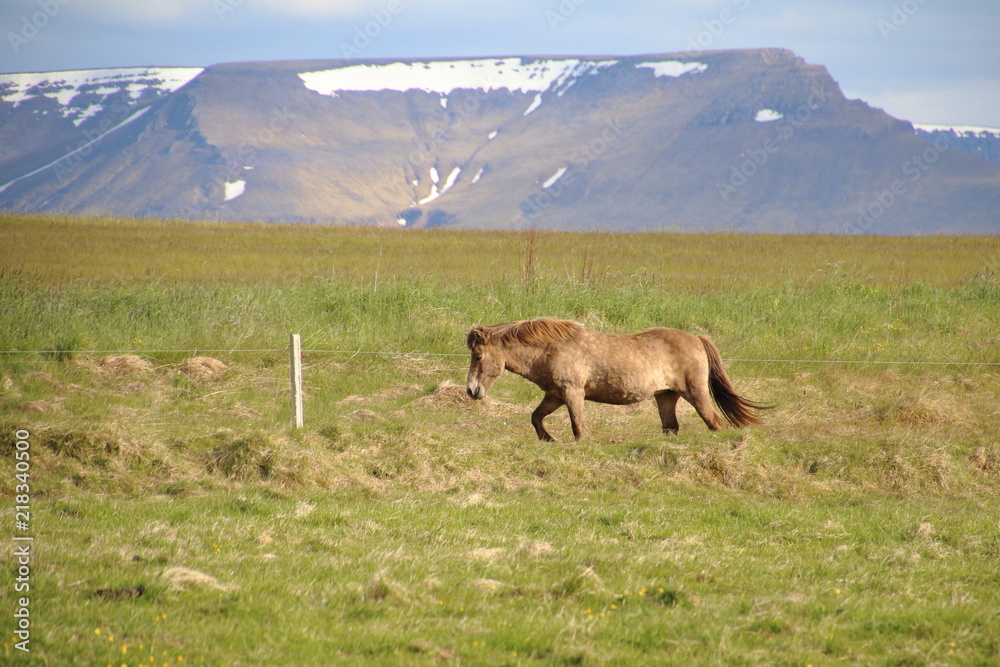 Naklejka premium Icelandic horse