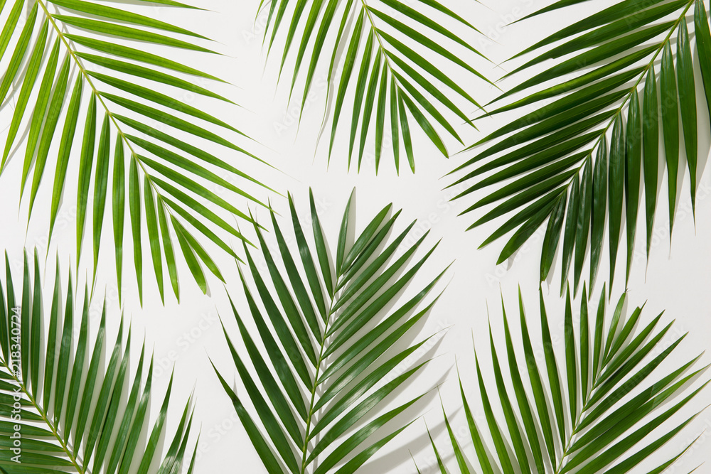 green leaves of palm tree on white background green leaves of palm tree on white background