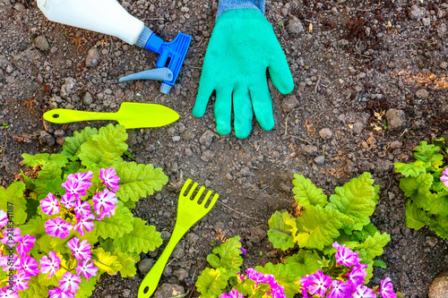 Gardening tools, shovel, spade, pruner, rake, glove, primrose flowers on soil background. Spring or summer in the garden, eco, nature, horticulture hobby concept background photo