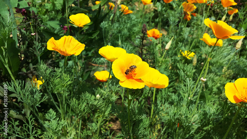 Fototapeta Naklejka Na Ścianę i Meble -  bee pollinates the poppy flower