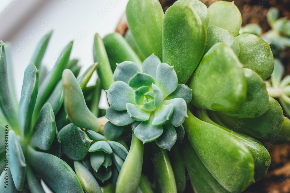 Cactus succulent plant Echeveria elegans Cactus succulent plant Echeveria elegans