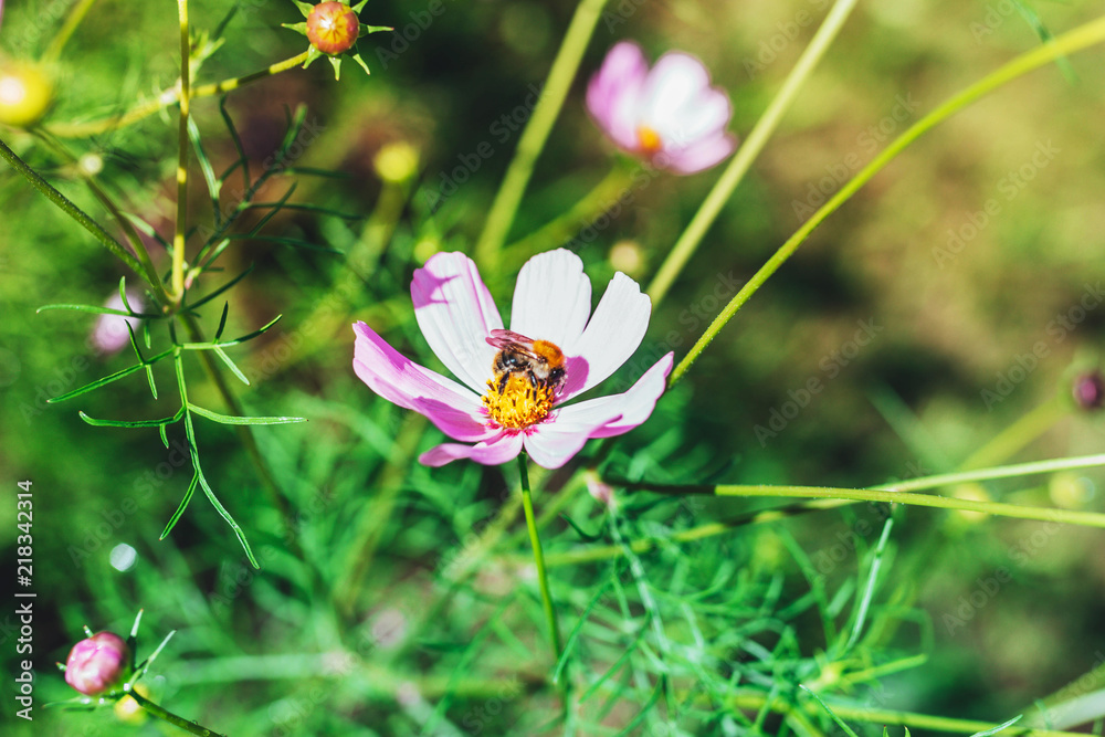 bumble bee sitting on Pink cosmos flower (Cosmos Bipinnatus) with blurred background bumble bee sitting on Pink cosmos flower (Cosmos Bipinnatus) with blurred background