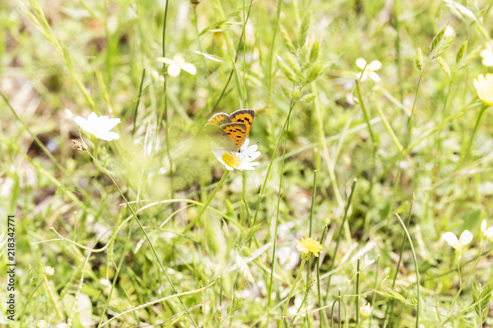 butterfly feeding on pollen and nectar from a flower pollinating
butterfly feeding on pollen and nectar from a flower pollinating