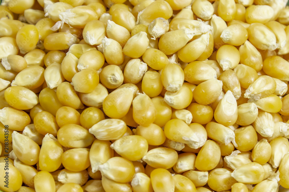 Close-up cropped shots of corn seeds with clear light Close-up cropped shots of corn seeds with clear light