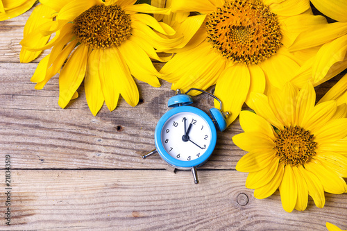 Fototapeta Naklejka Na Ścianę i Meble -  Blue alarm clock and yellow sunflowers on old wooden background.