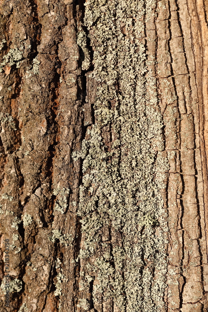 Fototapeta premium Texture of the tree bark. Oak bark close-up.