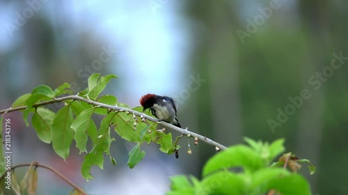 Scarlet-backed Flowerpecker (Dicaeum cruentatum) Sitting on Tree Branch photo