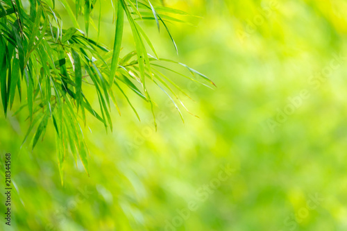 Closeup green bamboo with grenery background and copy space for text. photo