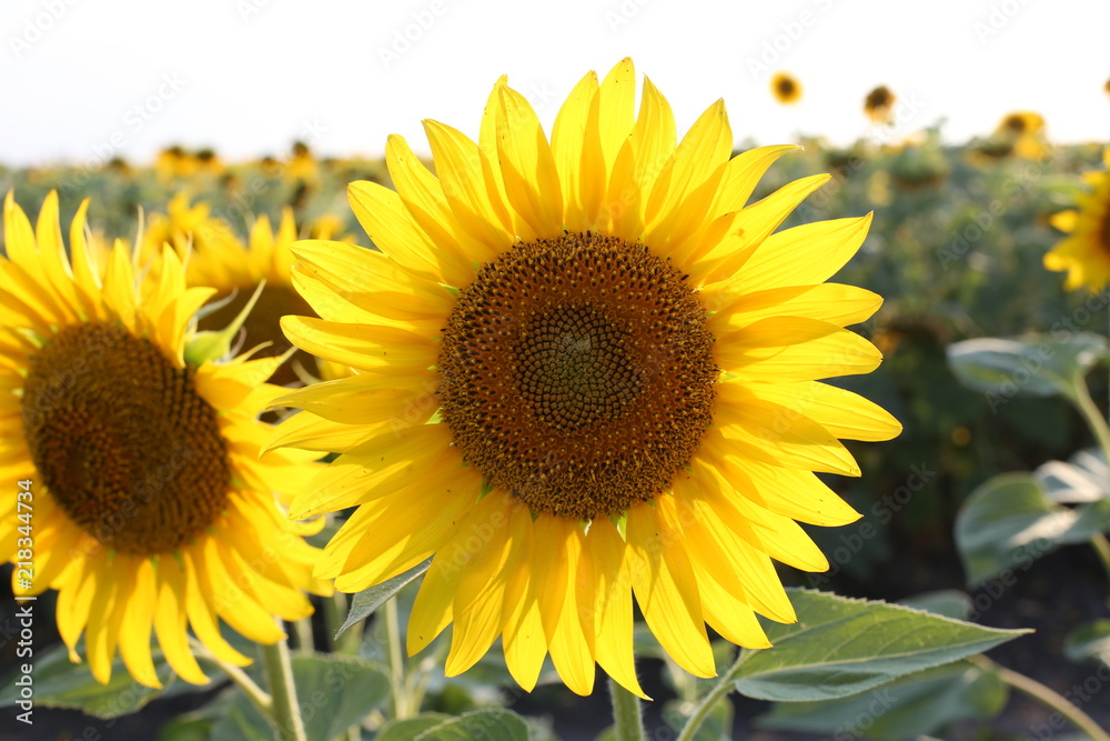 Sunflower flowering on the sunflower field. Concept rich harvest in agriculture. Sunflower flowering on the sunflower field. Concept rich harvest in agriculture.