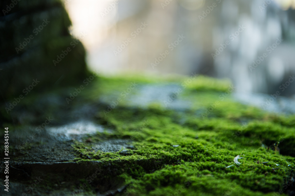 Moss on an old stone. Green moss. Blurred background. Moss on an old stone. Green moss. Blurred background.