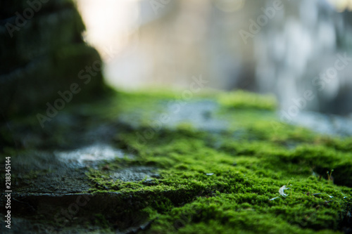 Moss on an old stone. Green moss. Blurred background.