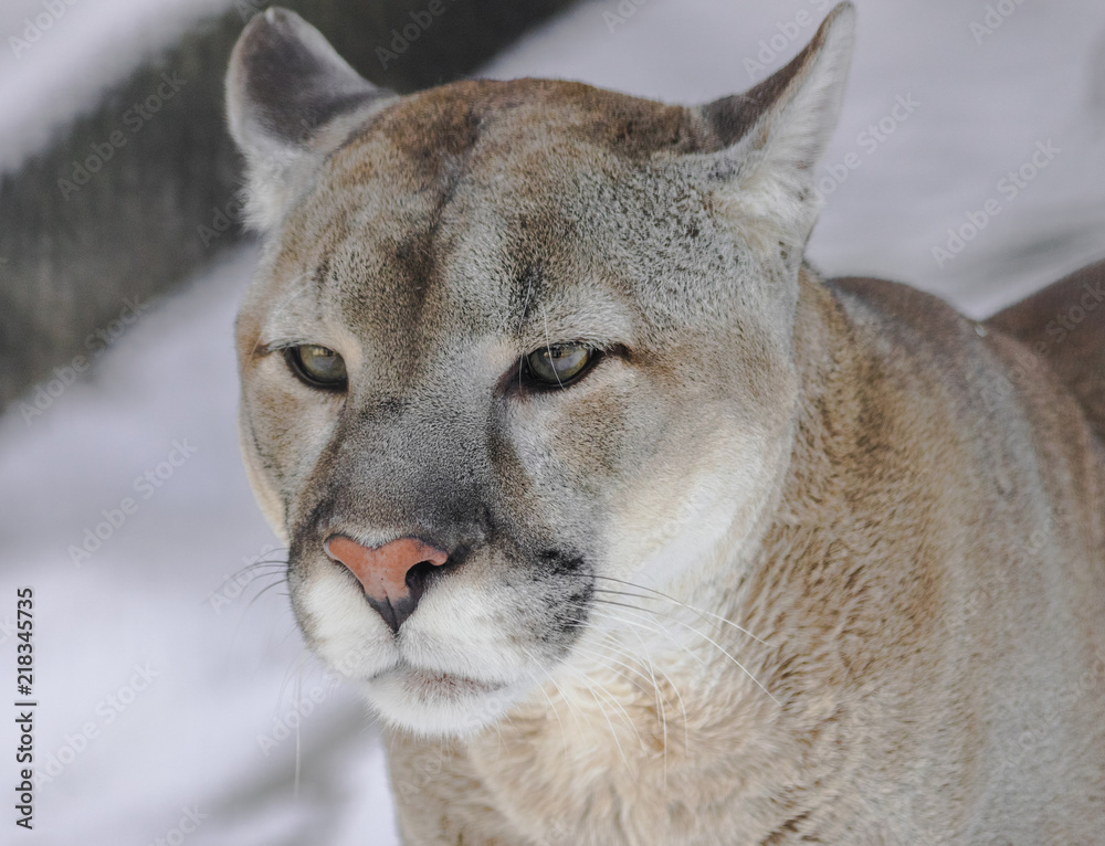 North American cougar head portrait (Puma concolor couguar) Stock Photo |  Adobe Stock