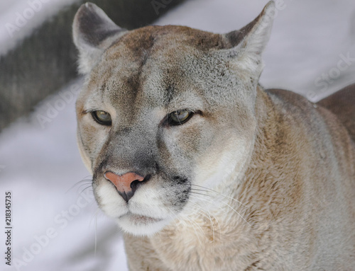  North American cougar head portrait (Puma concolor couguar)