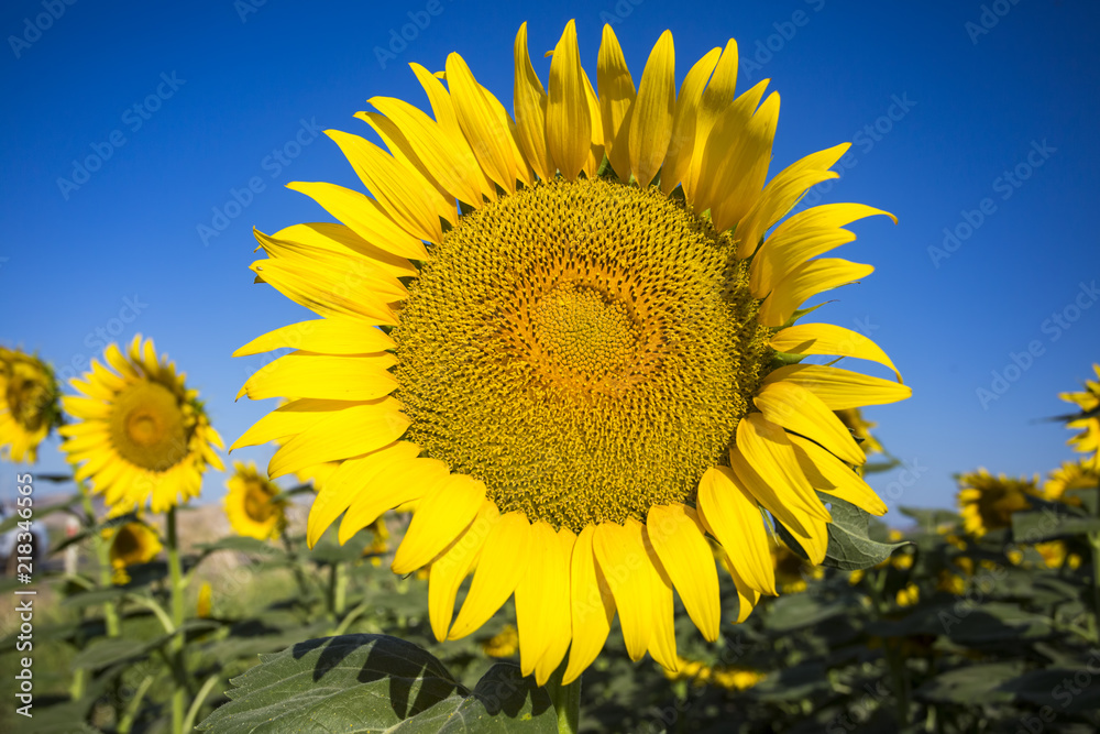 Sunflower field