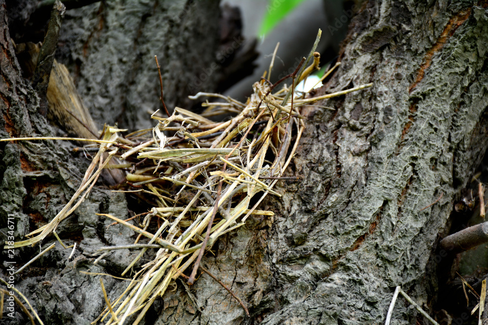 nest of bird on trunk of tree 