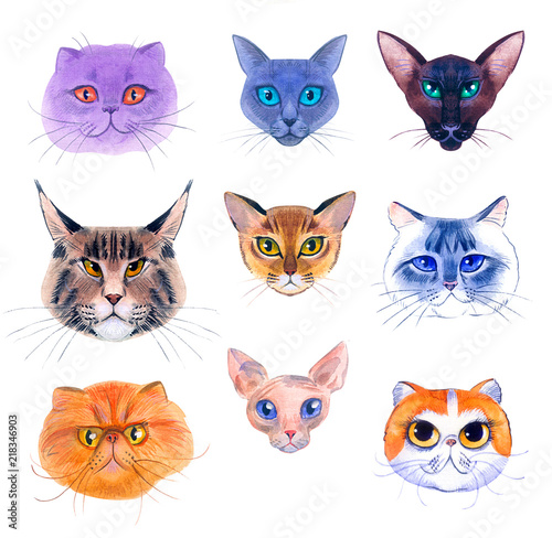 breeds of cats on a white background