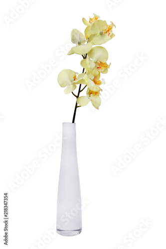 yellow orchid in a white vase isolated