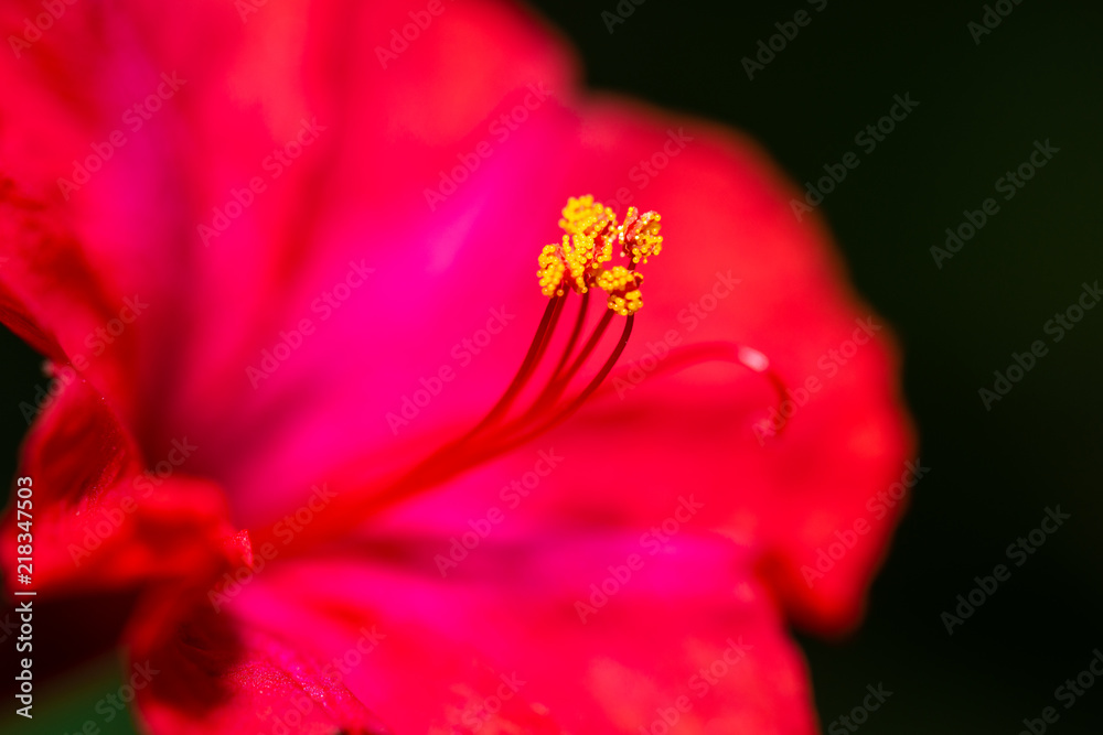 Red four o'clock flower (Mirabilis Jalapa) macro shot Red four o'clock flower (Mirabilis Jalapa) macro shot