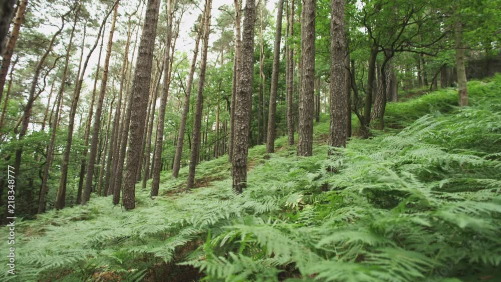Mountain biker is riding through a dense fern-forest Mountain biker is riding through a dense fern-forest