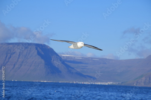 Flying seagull and the ocean © Michaela