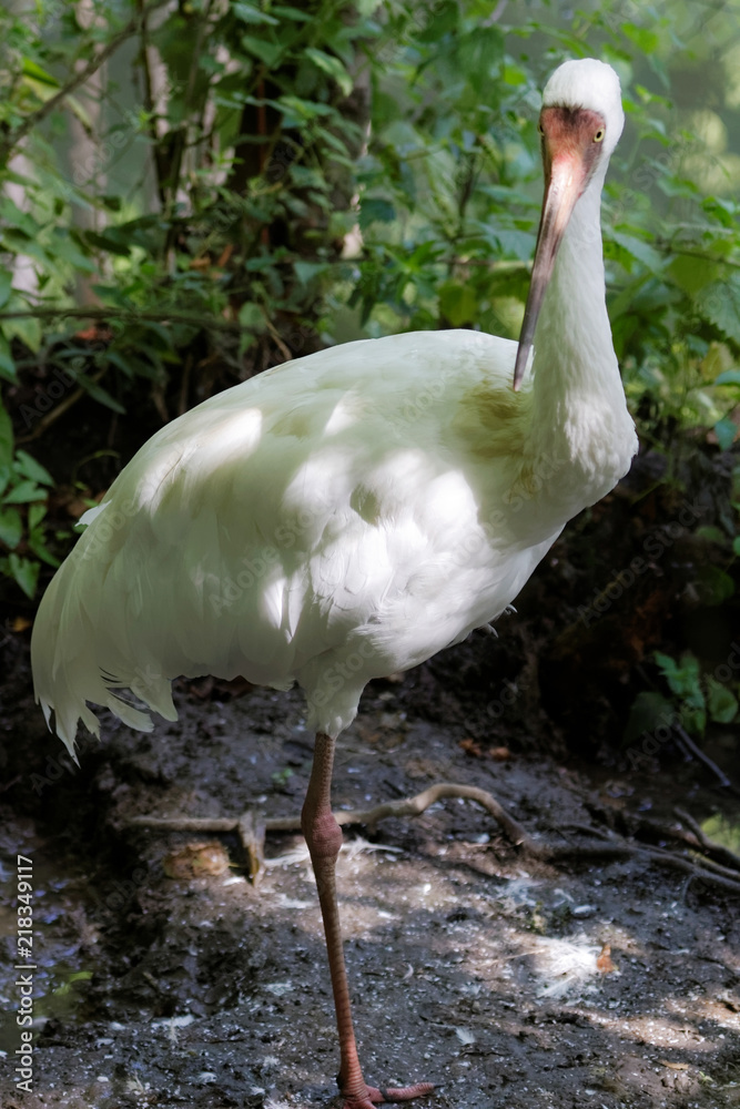 Obraz premium Grue de Sibérie