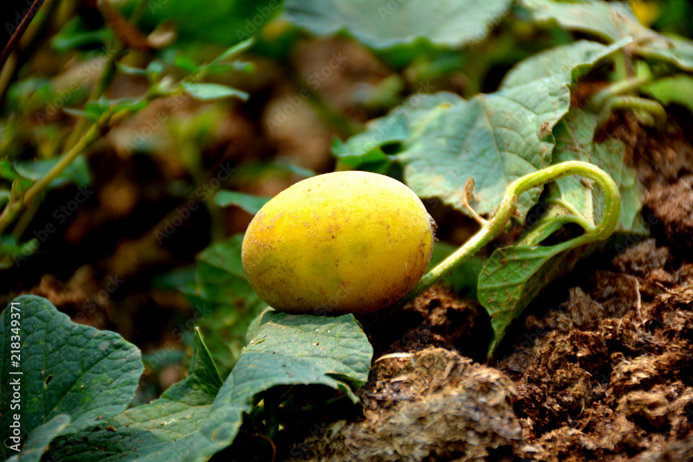 a small yellow fruit in farm in summar season