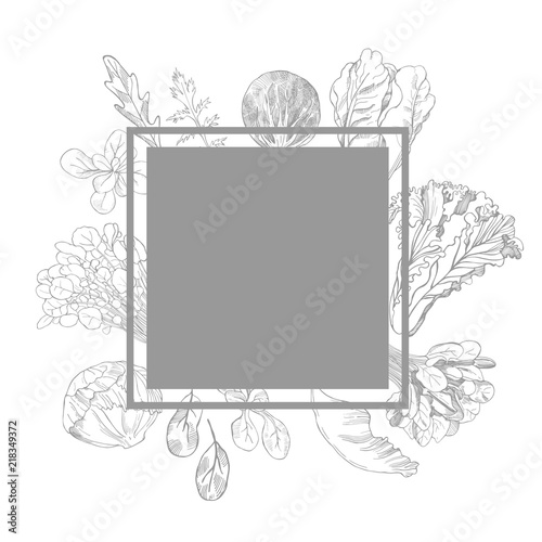 Hand drawn different kinds of lettuce on white background. Vector frame